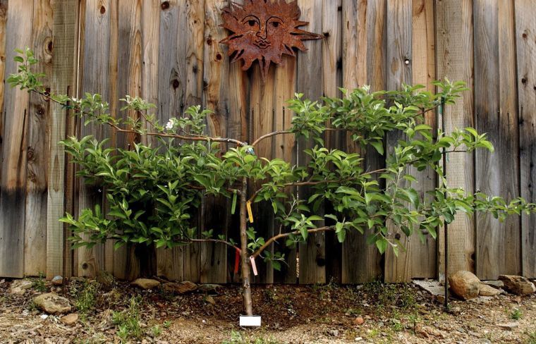 LIFE HOME-ENV-GRAFTING-FRUITTREES SA